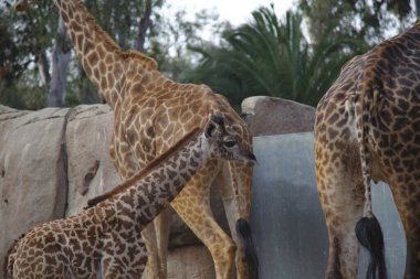 Kaliforniya San Diego Hayvanat Bahçesi 'nde genç zürafa. Yetişkin zürafalarla birlikte kayaların arasında duruyor..
