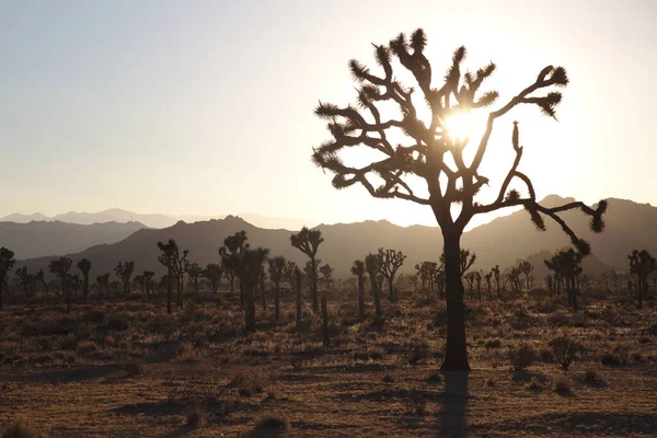 Джошуа Дерева Заході Сонця — стокове фото