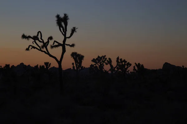 日没時のジョシュア ツリー — ストック写真