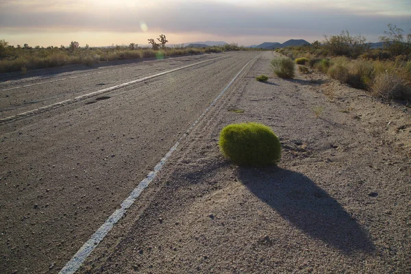 Green Bush Roadside Mojave Dezert — Stock fotografie