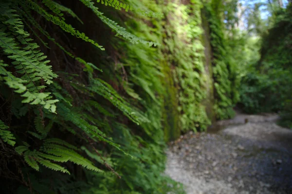 Fern growth on wall at Fern Canyon in California in 2015.