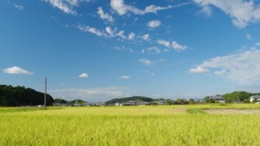 Güneşli bir sonbahar gününde, pek çok pirinç bitkisinin olduğu bir çiftçi köyü.
