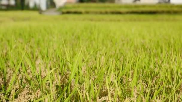 Farming Village Sunny Autumn Day Many Richly Harvested Rice Plants — Stock Video