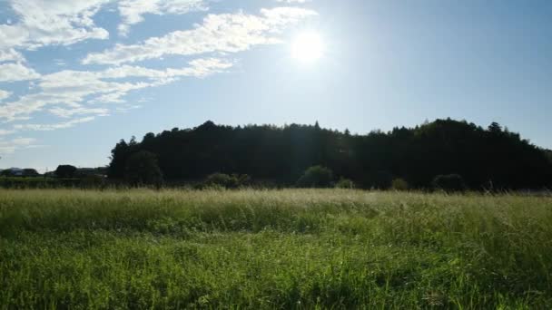 Сельское Хозяйство Сумерках Поле Серебряной Травы Сияющей Закате Солнца — стоковое видео