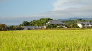 Güneşli bir sonbahar gününde, pek çok pirinç bitkisinin olduğu bir çiftçi köyü.