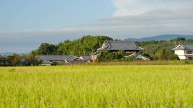 Güneşli bir sonbahar gününde, pek çok pirinç bitkisinin olduğu bir çiftçi köyü.