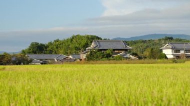 Güneşli bir sonbahar gününde, pek çok pirinç bitkisinin olduğu bir çiftçi köyü.