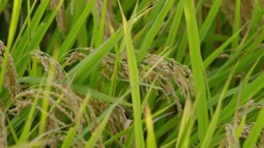 Sonbaharda pirinç tarlaları, hasat öncesi altın pirinç.