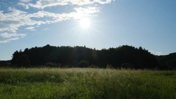 Wieś Rolnicza Zmierzchu Pole Srebrnej Trawy Świecące Zachodzącym Słońcu — Wideo stockowe