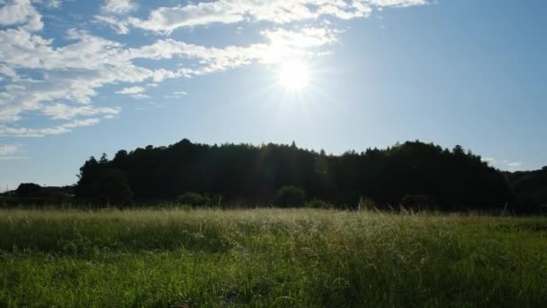 Сельское Хозяйство Сумерках Поле Серебряной Травы Сияющей Закате Солнца — стоковое видео