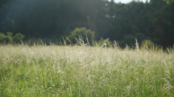 夕暮れ時の農村夕日に輝く銀の草の畑 — ストック動画