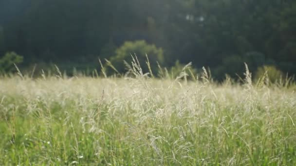 Pertanian Desa Senja Hari Bidang Rumput Perak Bersinar Bawah Sinar — Stok Video