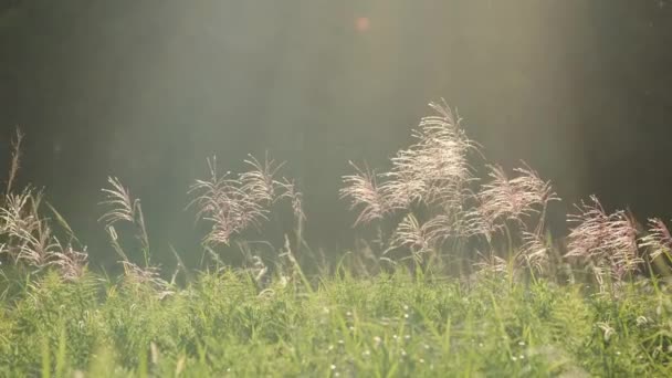 Осенняя Фермерская Деревня Красивые Пейзажи Серебряного Травяного Поля Сумерках — стоковое видео
