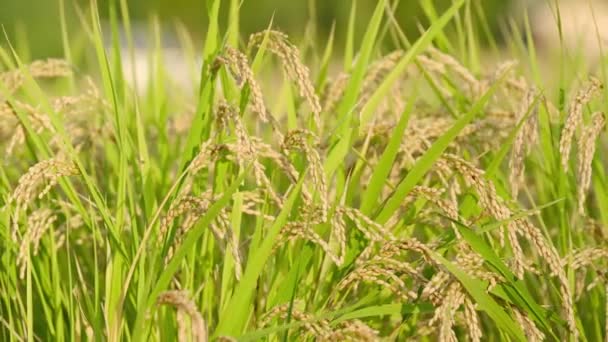 Ρύζι Χωράφια Φθινόπωρο Χρυσό Ρύζι Λίγο Πριν Συγκομιδή — Αρχείο Βίντεο