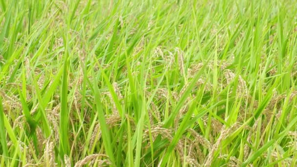 Reisfelder Herbst Goldener Reis Kurz Vor Der Ernte — Stockvideo