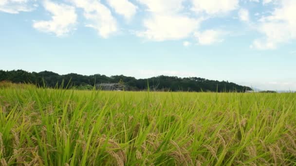 一个阳光明媚的秋日的农庄 有许多丰产的水稻 — 图库视频影像