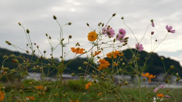 Χωράφια Ρυζιού Φθινόπωρο Κόσμος Όμορφη Άνθιση — Αρχείο Βίντεο