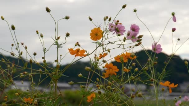 Χωράφια Ρυζιού Φθινόπωρο Κόσμος Όμορφη Άνθιση — Αρχείο Βίντεο