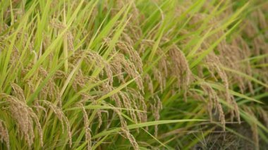 Sonbaharda pirinç tarlaları, hasat öncesi altın pirinç.