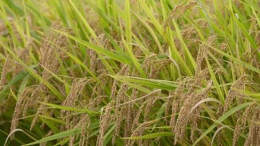 Sonbaharda pirinç tarlaları, hasat öncesi altın pirinç.