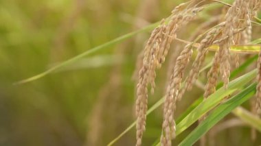 Sonbaharda pirinç tarlaları, hasat öncesi altın pirinç.