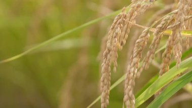 Sonbaharda pirinç tarlaları, hasat öncesi altın pirinç.
