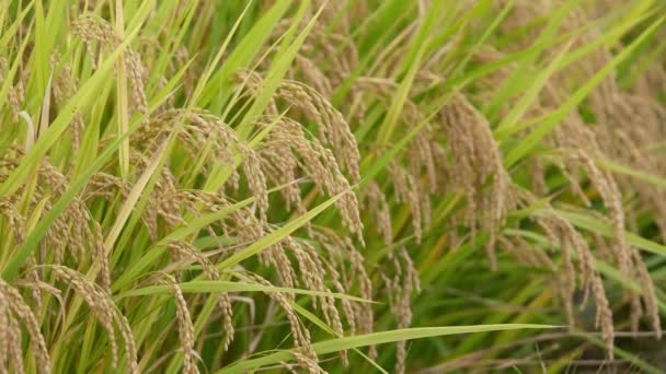 Рисові Поля Восени Золотий Рис Перед Врожаєм — стокове відео
