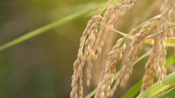 Reisfelder Herbst Goldener Reis Kurz Vor Der Ernte — Stockvideo