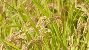 Sonbaharda pirinç tarlaları, hasat öncesi altın pirinç.