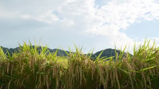 Сельскохозяйственная Деревня Солнечный Осенний День Многими Богато Собранными Рисовыми Растениями — стоковое видео