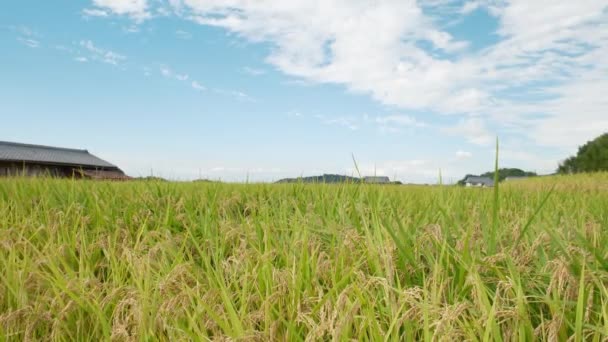 Pueblo Agrícola Día Soleado Otoño Con Muchas Plantas Arroz Ricamente — Vídeo de stock