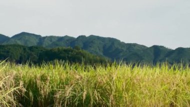 Güneşli bir sonbahar gününde, pek çok pirinç bitkisinin olduğu bir çiftçi köyü.