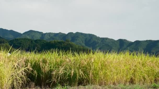 Farming Village Sunny Autumn Day Many Richly Harvested Rice Plants — Stock Video