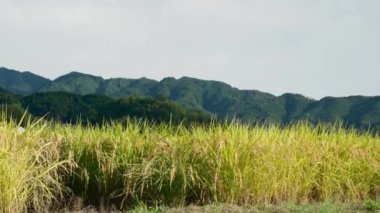 Güneşli bir sonbahar gününde, pek çok pirinç bitkisinin olduğu bir çiftçi köyü.