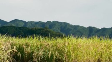Güneşli bir sonbahar gününde, pek çok pirinç bitkisinin olduğu bir çiftçi köyü.