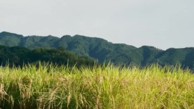 Güneşli bir sonbahar gününde, pek çok pirinç bitkisinin olduğu bir çiftçi köyü.