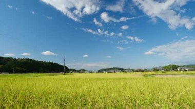 Güneşli bir sonbahar gününde, pek çok pirinç bitkisinin olduğu bir çiftçi köyü.