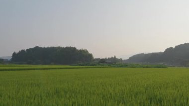 Japonya, yaz ortası kırsal kesimde, civarda büyük miktarda yeşil pirinç bitkisi yetişiyor..