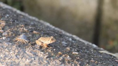 Yaz aylarında pirinç tarlalarının yanında yaşayan küçük toprak renkli kurbağalar.