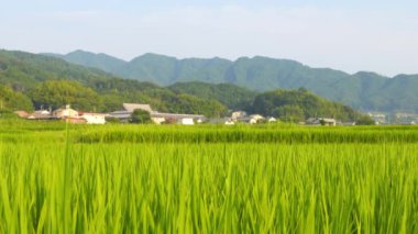 Japonya 'da yaz ortası pirinç tarlaları, rüzgarda sallanan güzel yeşil pirinç bitkileri..