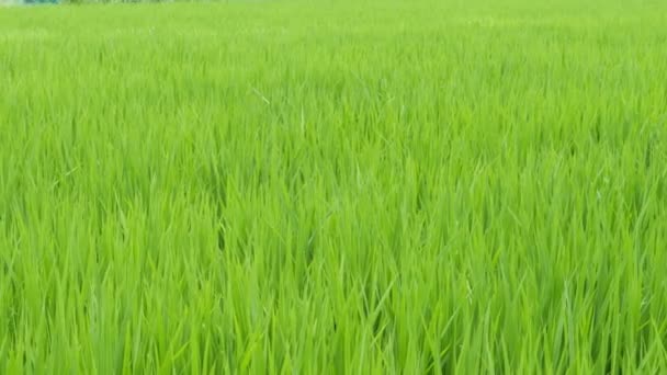 Risaie Rurali Mezza Estate Giappone Belle Piante Riso Crescita Verde — Video Stock