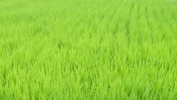 Japonya Yaz Ortası Pirinç Tarlaları Rüzgarda Sallanan Güzel Yeşil Pirinç — Stok video