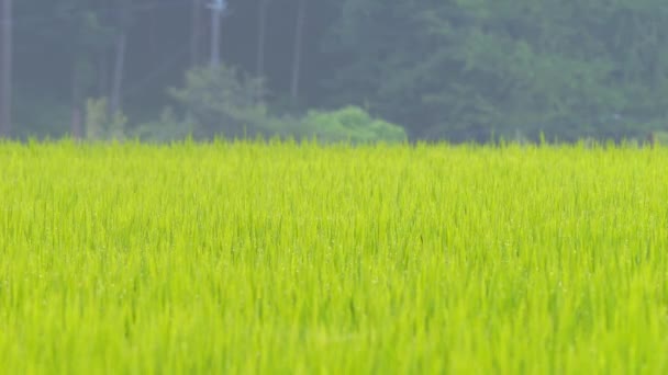 Midsommar Landsbygd Ris Kuddar Japan Vackra Gröna Växande Ris Växter — Stockvideo