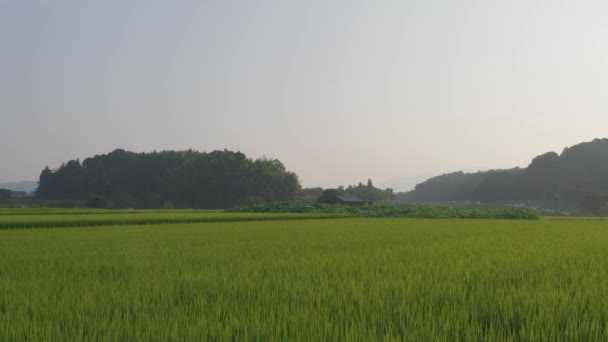 Japan Ländliche Landschaft Hochsommer Mit Großen Mengen Grünen Reispflanzen Der — Stockvideo
