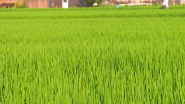 Japonsko Venkovská Krajina Polovině Léta Velkým Množstvím Zeleně Rostoucí Rýže — Stock video