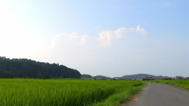 Yazın ortasında Japon bir çiftçi köyünün pirinç tarlalarında tek bir patika..