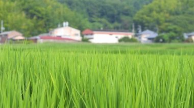 Japonya, yaz ortası kırsal kesimde, civarda büyük miktarda yeşil pirinç bitkisi yetişiyor..