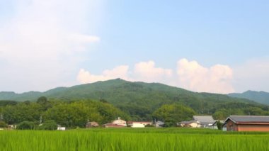 Japonya, yaz ortası kırsal kesimde, civarda büyük miktarda yeşil pirinç bitkisi yetişiyor..