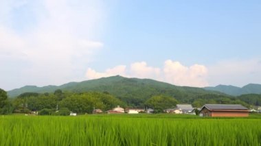 Japonya, yaz ortası kırsal kesimde, civarda büyük miktarda yeşil pirinç bitkisi yetişiyor..