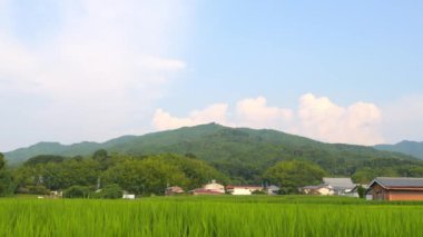 Japonya, yaz ortası kırsal kesimde, civarda büyük miktarda yeşil pirinç bitkisi yetişiyor..